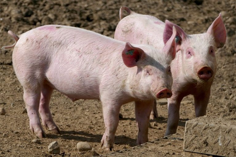 Брчко: Међународни експерти сагледавају стање заразе афричком кугом свиња у Дистрикту