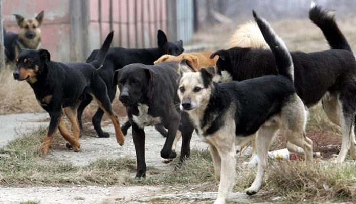 Пси луталице у Брчком: Пребацивање одговорности као једини одговор надлежних