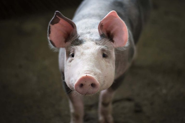 Брчко: Ситуација са афричком свињском кугом се смирује