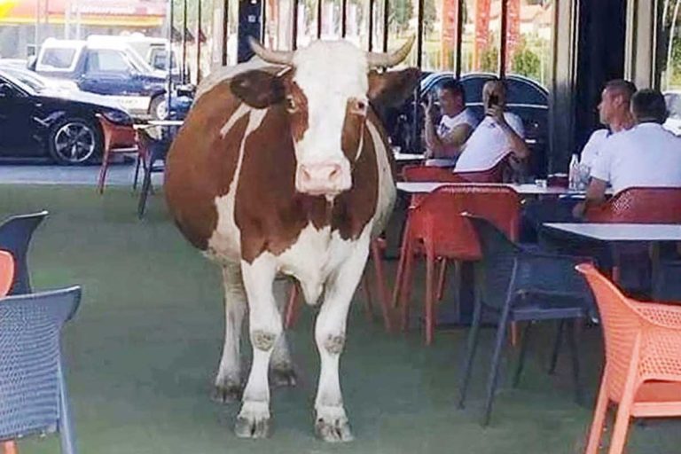Крава ушетала у башту кафића