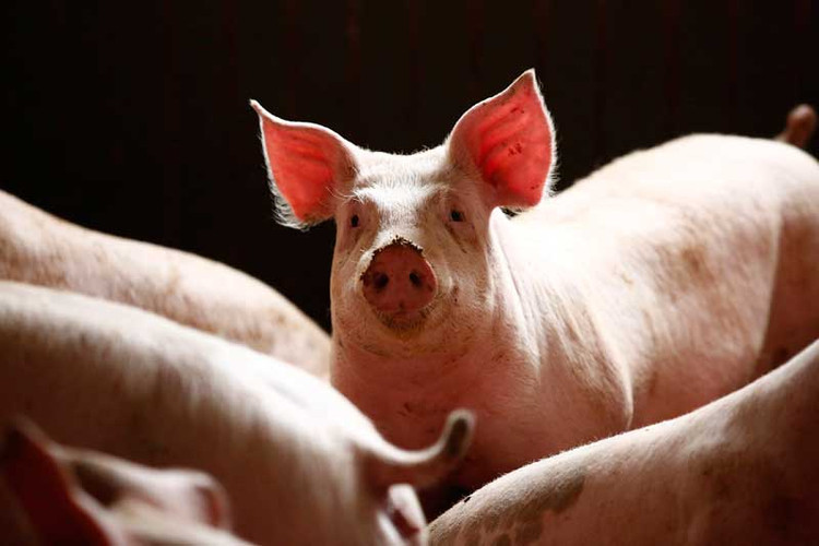 Брчко: Јењава вирус афричке свињске куге