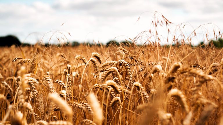 Брчко: Откупна цијена пшенице нижа и до 50 одсто у односу на прошлу годину