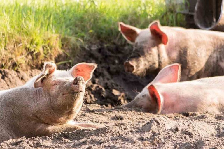 Брчко: До сада еутаназирано 6.000 свиња