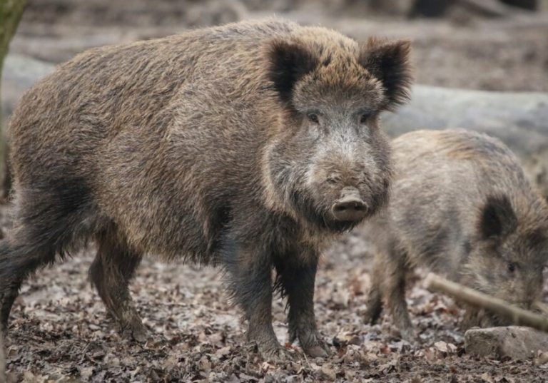 У Брчком први регистровани случај: Дивља свиња угинула од афричке куге, расте опасност од ширења заразе
