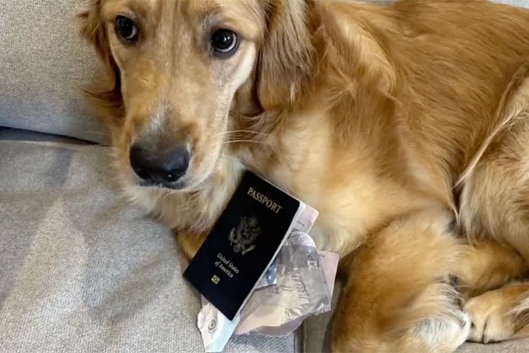Пас уништио пасош младожење неколико дана пред вјенчање