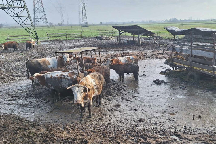 Ostali bez 24 krave jer su bile blatnjave