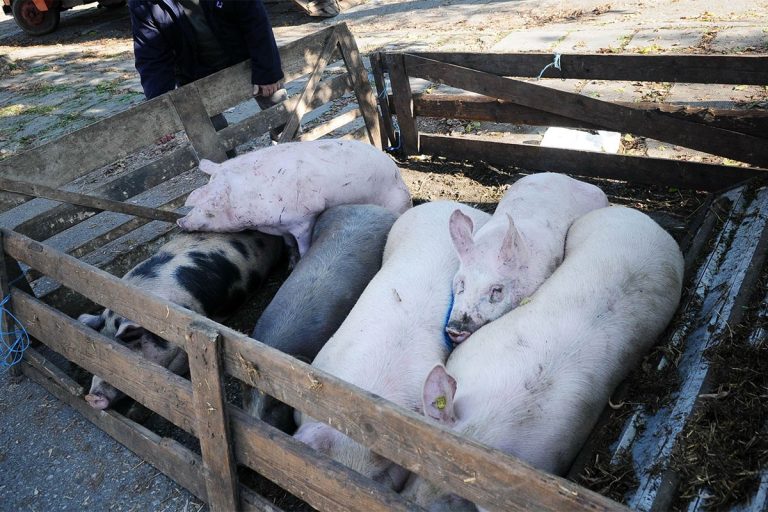 Tržište ne može da odgovori na ogromnu potražnju za svinjama