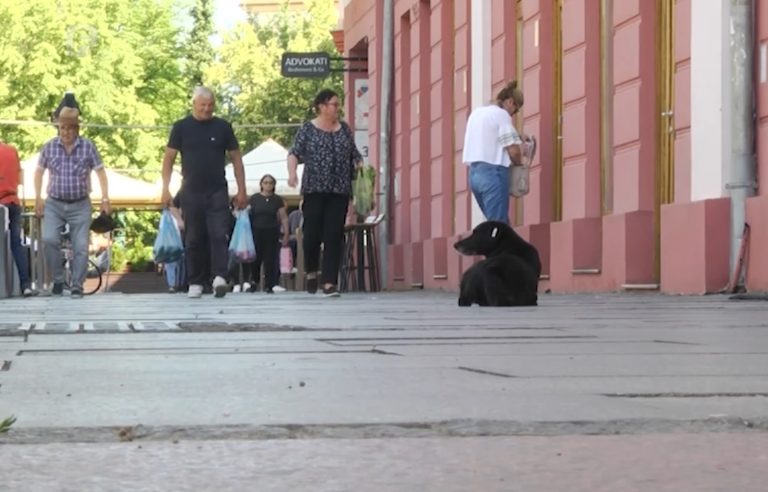 Ulice Brčkog pune pasa lutalica, u azilu za 300 boravi ih 500