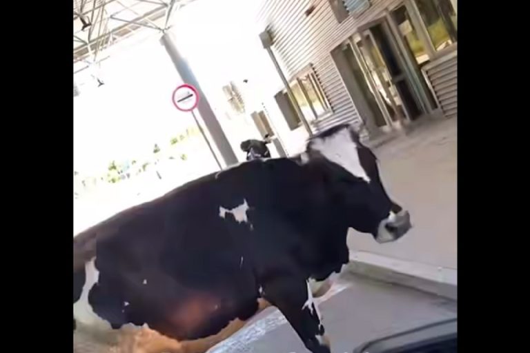 Krava blokirala granični prelaz