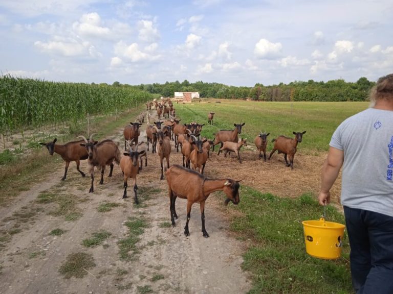 Uzgoj koza i u Brčkom uspješna stočarska djelatnost