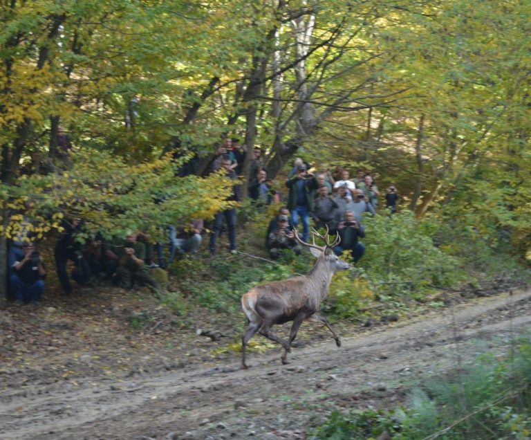 Jeleni ponovo u šumama Majevice