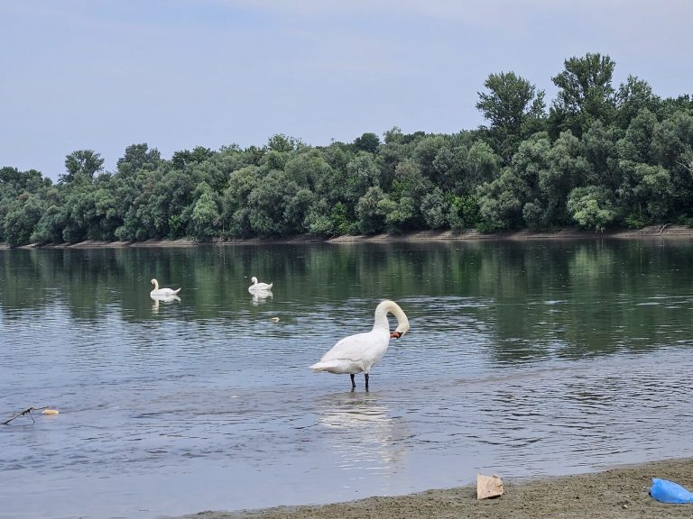 Labudovi sve brojniji na Savi – prirodna atrakcija u Brčkom