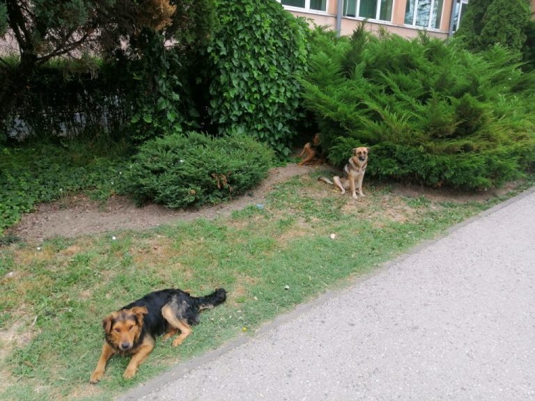 Na ulicama Brčkog sve više vlasničkih pasa