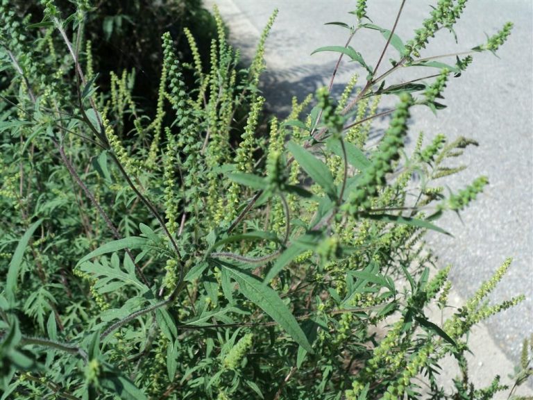 Počela sezona ambrozije u Brčkom: Doktori upozoravaju na pojačane alergije